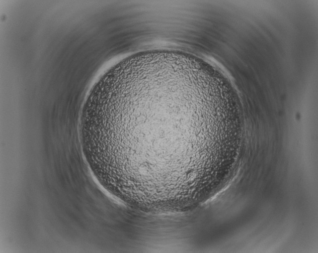 X0000065261429200603031817