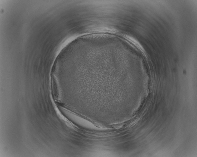 X0000065261439200603031817