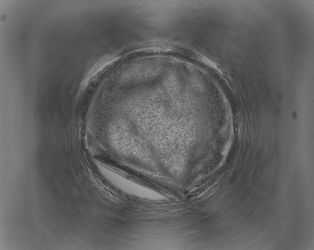 X0000065261448200603031817