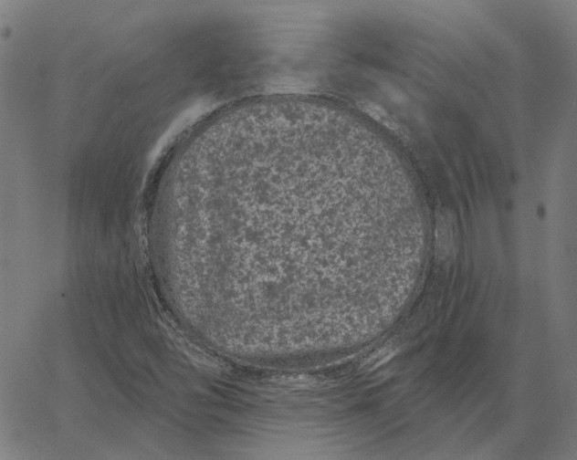 X0000065261454200603031816