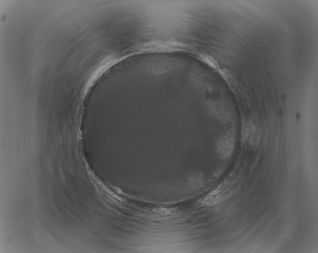 X0000065261459200603031816