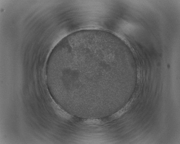 X0000065261466200603031816