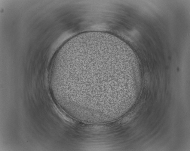 X0000065261470200603031816