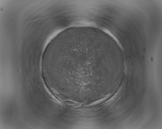 X0000065261477200603031816