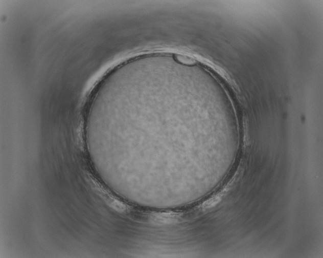 X0000065261502200603031815