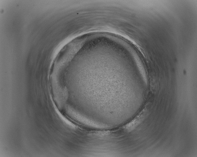 X0000065261519200603031816