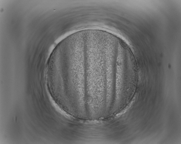 X0000065261526200603031816