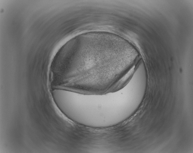 X0000065261528200603031816