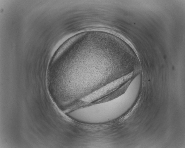 X0000065261533200603031816