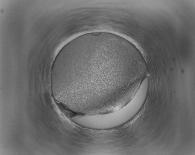 X0000065261534200603031816