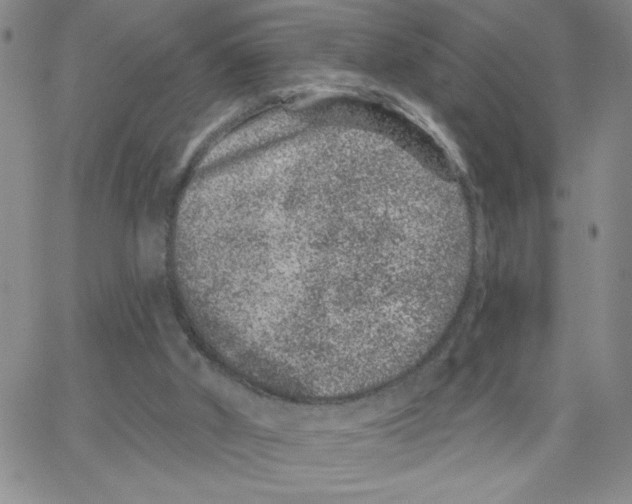 X0000065260010200603131214