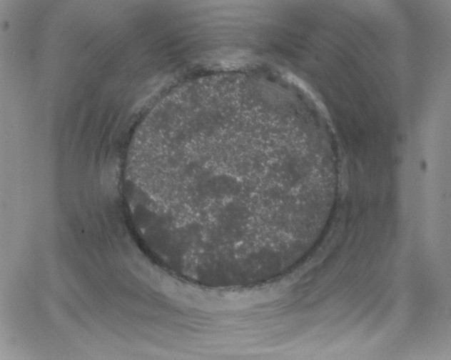 X0000065260018200603131214