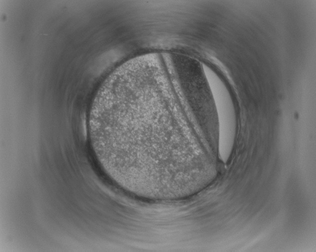 X0000065260020200603131214