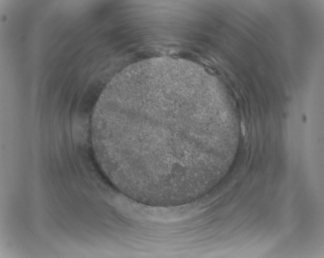 X0000065260030200603131214