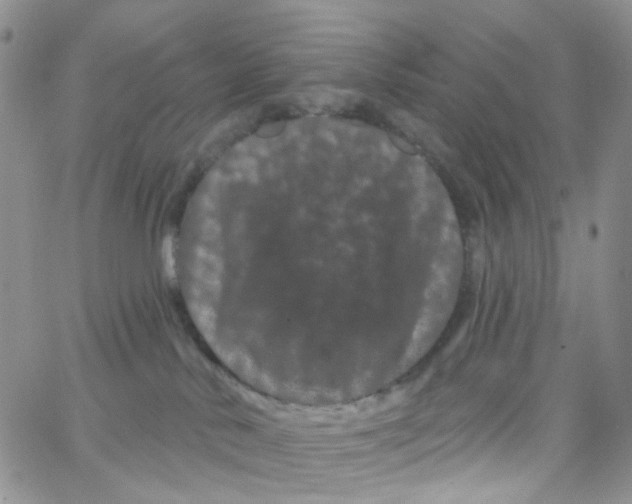 X0000065260042200603131213