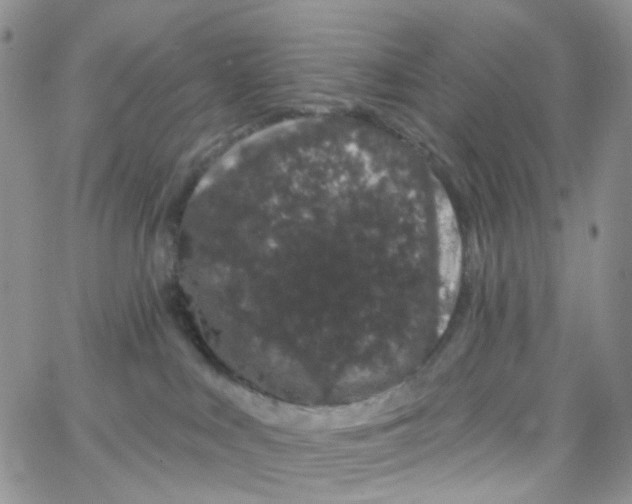 X0000065260043200603131213