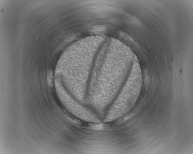 X0000065260083200603131213