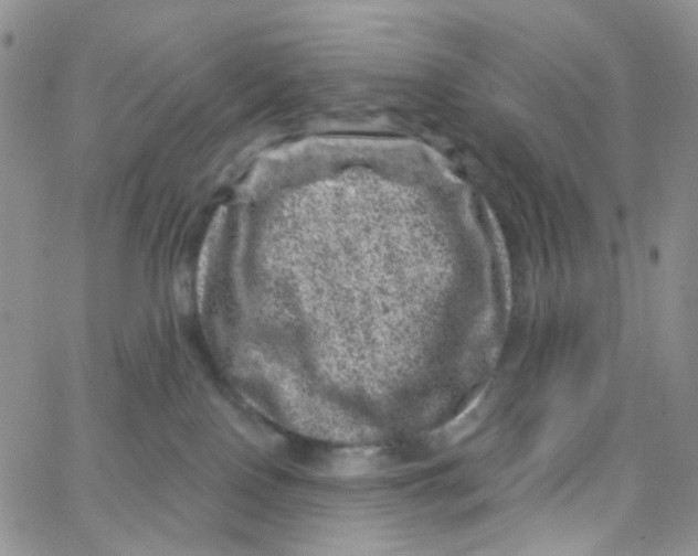 X0000065260090200603131213