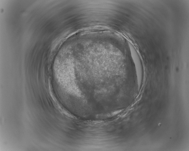 X0000065260097200603131212