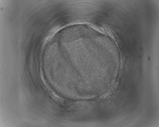 X0000065260145200603131211