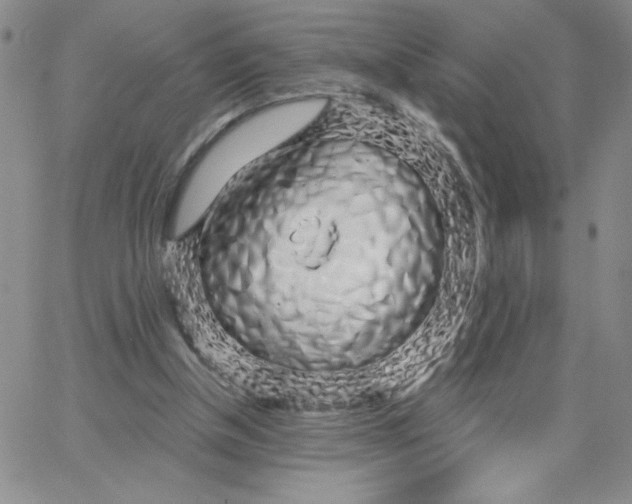 X0000065260154200603131211