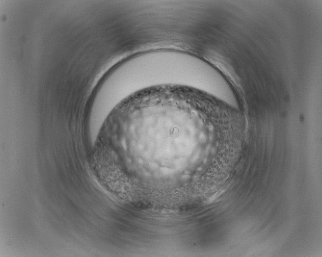 X0000065260156200603131211