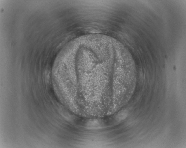 X0000065260177200603131211