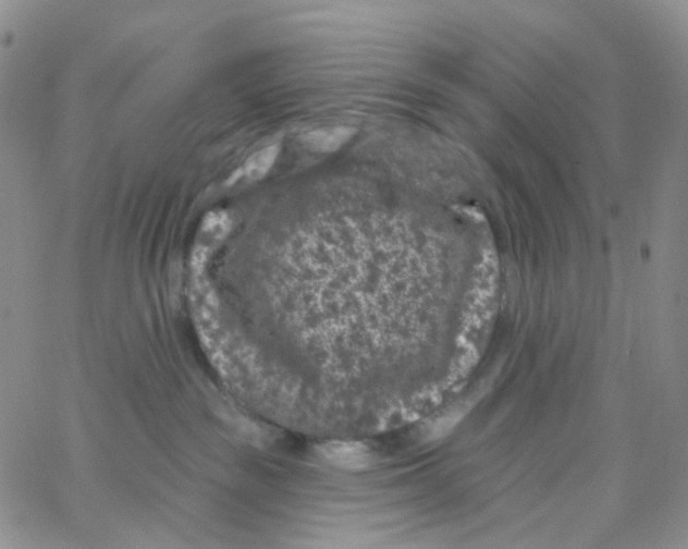 X0000065260189200603131212