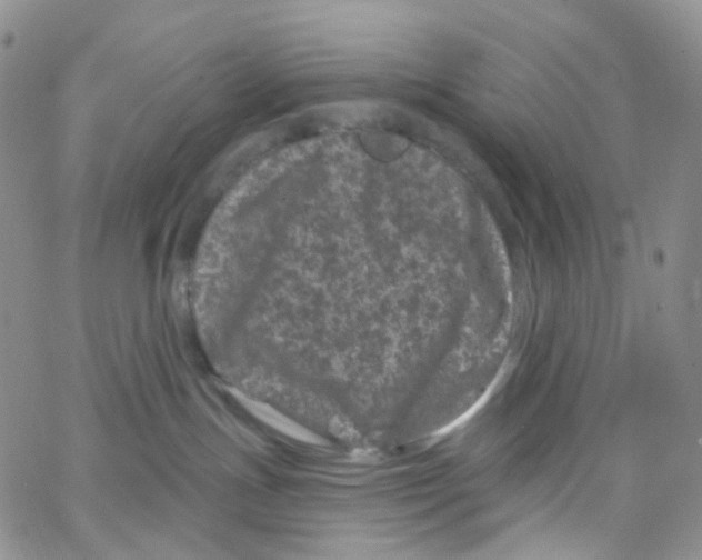 X0000065260191200603131212