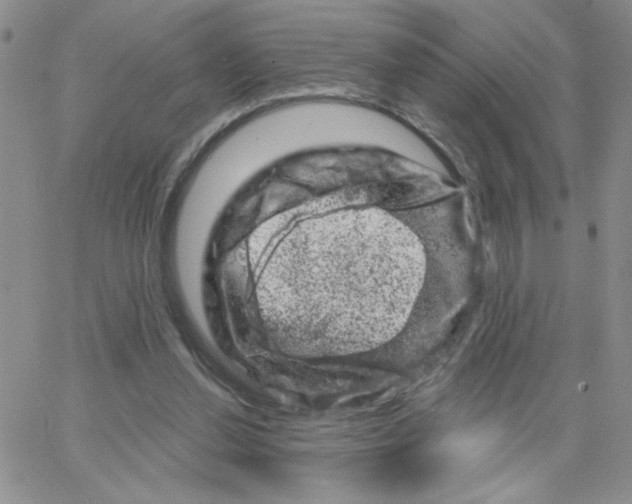 X0000065260252200603131210