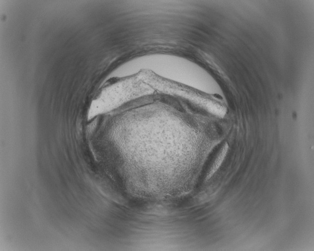 X0000065260259200603131210