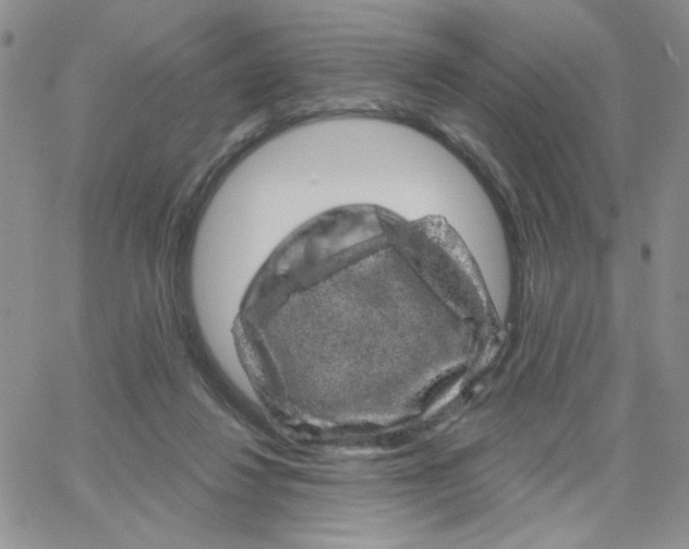 X0000065260260200603131210