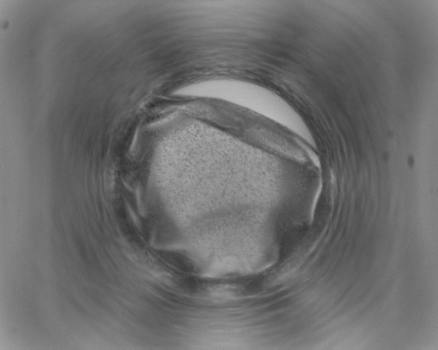 X0000065260268200603131210