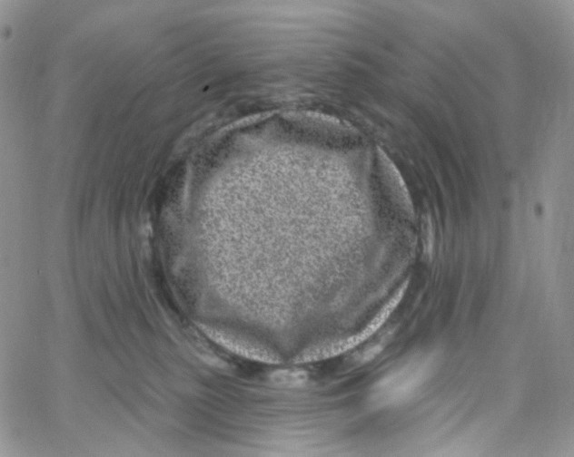 X0000065260279200603131210