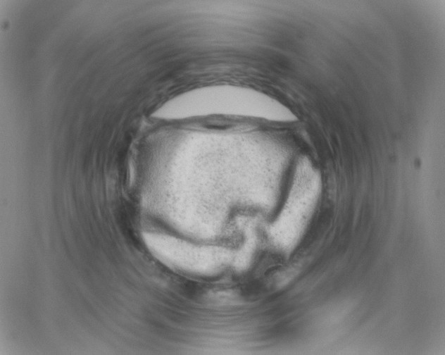 X0000065260283200603131210