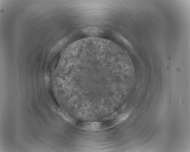 X0000065260288200603131210