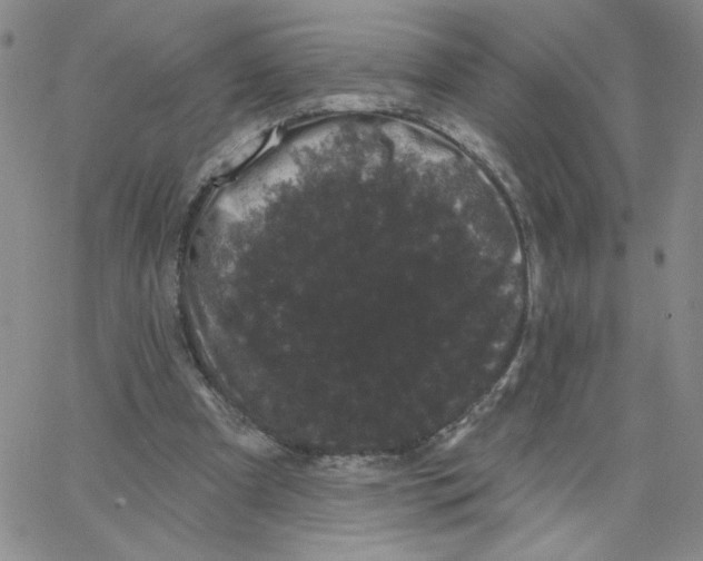 X0000065260297200603131209