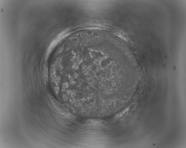 X0000065260343200603131208