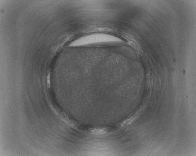 X0000065260358200603131208