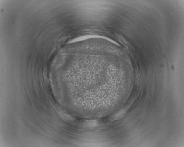 X0000065260377200603131208