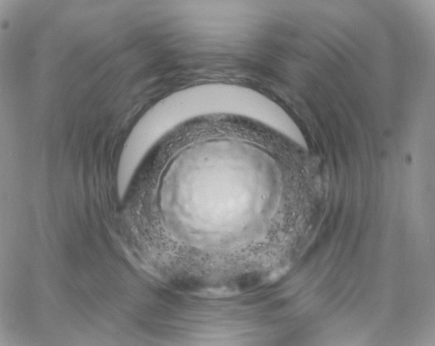 X0000065260380200603131208