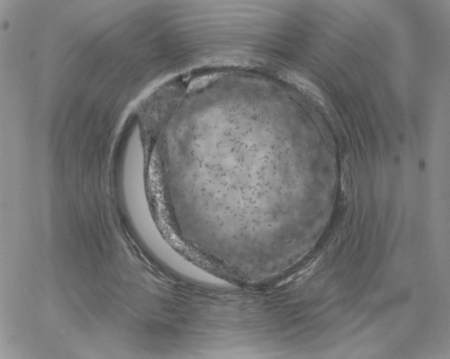 X0000065260388200603131208