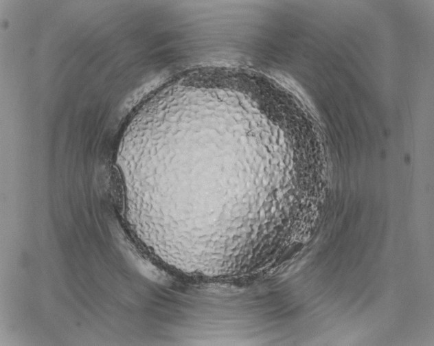 X0000065260393200603131208