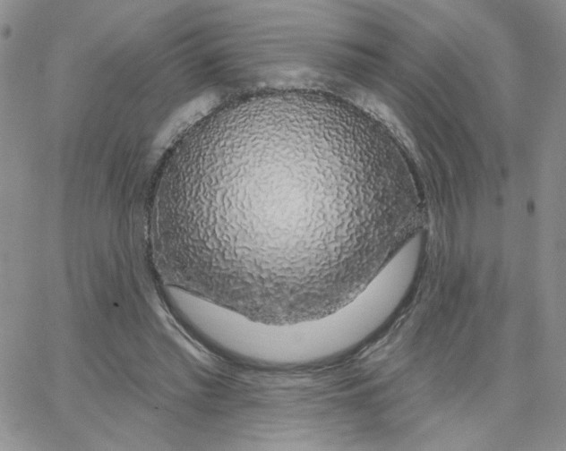 X0000065260397200603131208