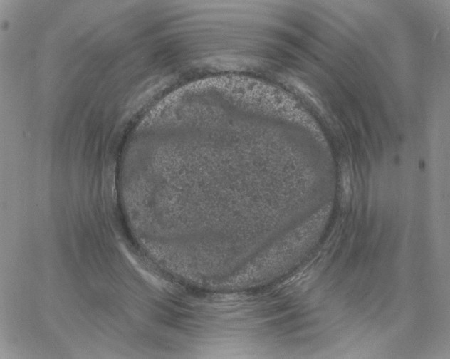 X0000065260398200603131208