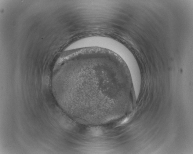 X0000065260417200603131207