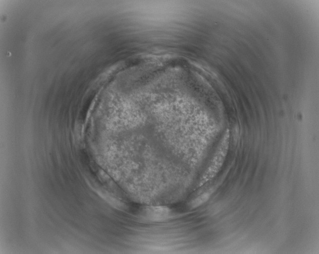 X0000065260429200603131207