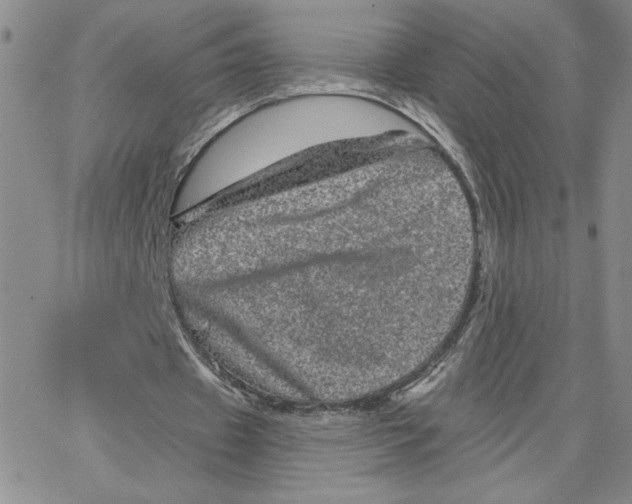 X0000065260433200603131206