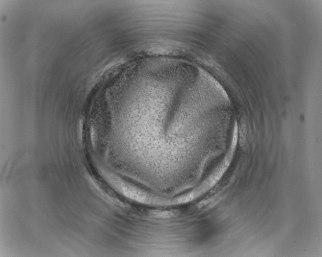 X0000065260454200603131206