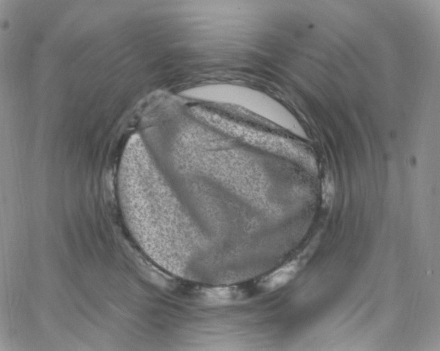 X0000065260473200603131207